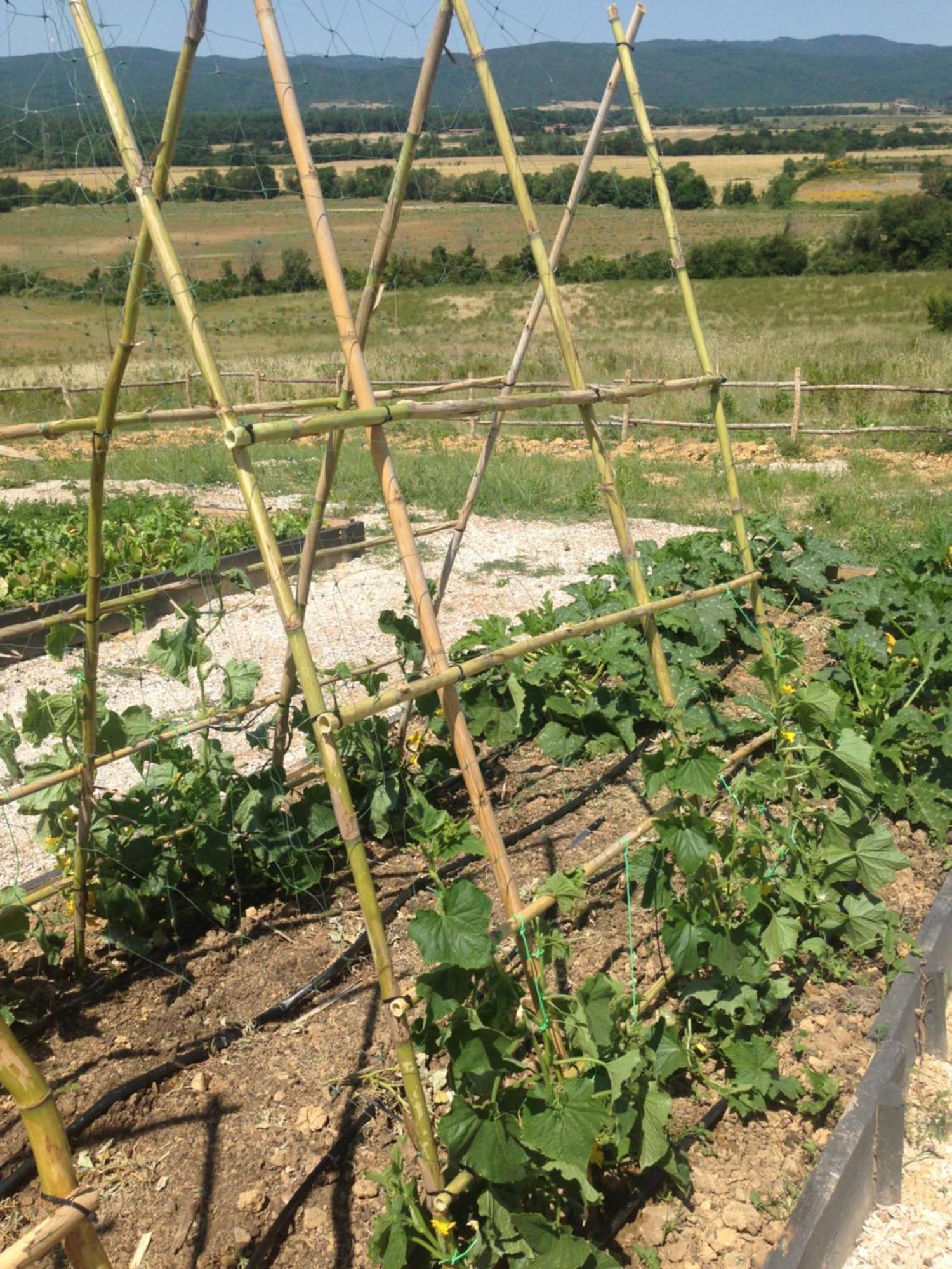 Wine Resort Conti Di San Bonifacio Montemassi Exteriör bild